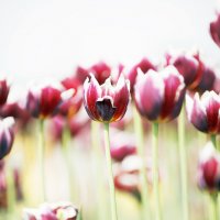тюльпан весной :: Дмитрий Седых