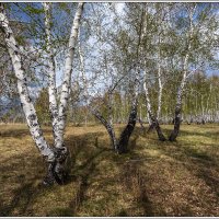 Природная аномалия :: Сергей Бережко