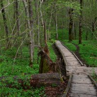 мост в лесу :: Дмитрий Каминский
