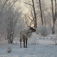 Северный олень :: Светлана Грызлова