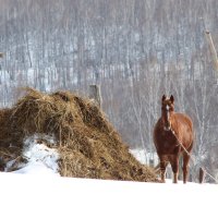 Алтайский край :: Катерина Шустикова