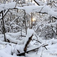 С наступающим Новым Годом. :: Николай Кондаков