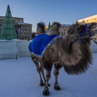 Коренной житель Севера :: Юрий Митенёв