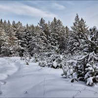 Зимний лес :: Николай 