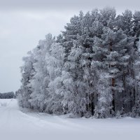 СИБИРЬ ВОСТОЧНАЯ! :: Геннадий Полещук