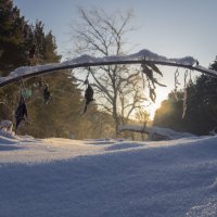 утро в лесу :: Александр Чаринцев 