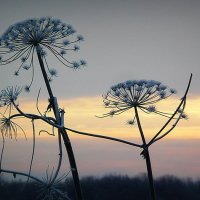 Январский борщевик. :: Светлана Агапова