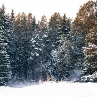 Зимний лес :: Mikhail 