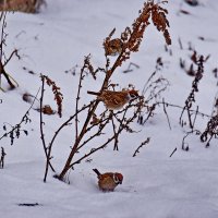 Столовая. :: Валера39 Василевский.