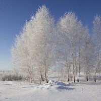 Стоят березки в сторонке :: Kassen Kussulbaev