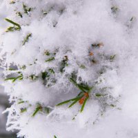Под снегом :: Наталья Мясникова