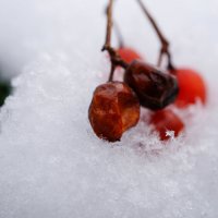 Ягоды на снегу :: Андрей Майоров