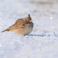 Хохлатый жаворонок. :: Светлана Ивановна Медведева