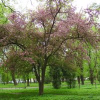 Цветущее  дерево  в  Ивано - Франковске :: Андрей  Васильевич Коляскин