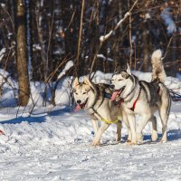 Минута славы :: Василий Гущин