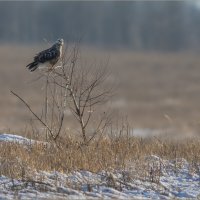 На охоте :: Анна Солисия Голубева