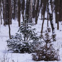 *** :: Александр 