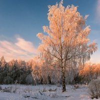Мороз и солнце :: Николай Белавин