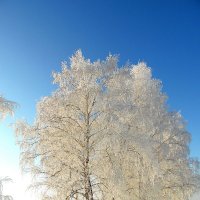 Берёзки в кружевах. :: nadyasilyuk Вознюк