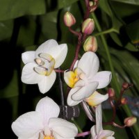 орхидея :: Laryan1 