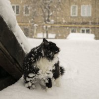Кузьма впервые в снегу :: Денис Гладких