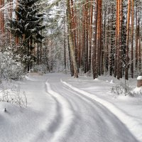 По снежной целине :: Милешкин Владимир Алексеевич 