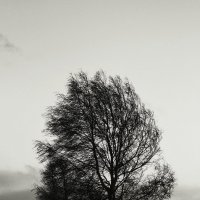 Одинокое древо. :: КотенковаДарья 