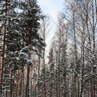 морозный день :: ник. петрович земцов