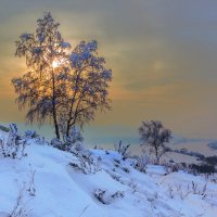 Берёзы на склоне :: Анатолий Иргл