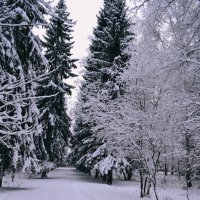 Зима :: Дарья Гречина