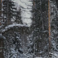 Под белым покрывалом января :: sergej-smv 