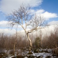 Береза :: Александр Неустроев