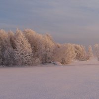 Все покрыто инеем. :: Галина .