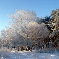 И лес сквозь иней зеленеет... :: Чария Зоя 