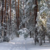 Притих уставший снегопад... :: Лесо-Вед (Баранов)