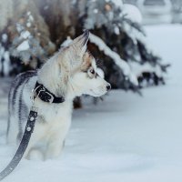 В нашем доме появился замечательный сосед!!! :: Ольга Шульгина