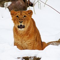 Добрый человек , возьми ,котеночка домой -:))) (1) :: Александр Запылёнов