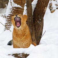 Добрый человек  , возьми домой котеночка -:)) (2 ) :: Александр Запылёнов