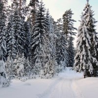 В зимнем лесу :: Павлова Татьяна Павлова