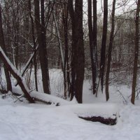 Зима в Измайловском парке :: Андрей Лукьянов