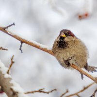 Холодно зимой :: Анатолий Иргл