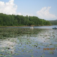 Листочки лотоса совсем маленькие. :: Татьяна Тумина