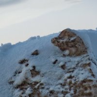 Не лает,не кусается :: Валерий Талашов 