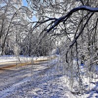 Сквозь  сережки. :: Валера39 Василевский.