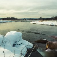 В низовьях реки Исеть была замечена семья моржей :: Ежъ Осипов