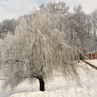 Плакучая ива в январе :: Милешкин Владимир Алексеевич 