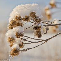 Колючки. :: Виктор Евстратов