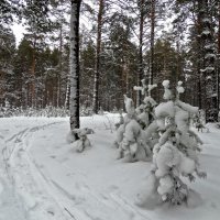 Следы на снегу :: Виктор Четошников