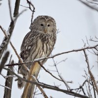 Неясыть длиннохвостая, одна их крупных сов :: Ната Волга