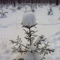 В папахе :: Андрей Лукьянов